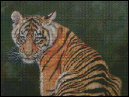 (image for) Young Tiger Cub